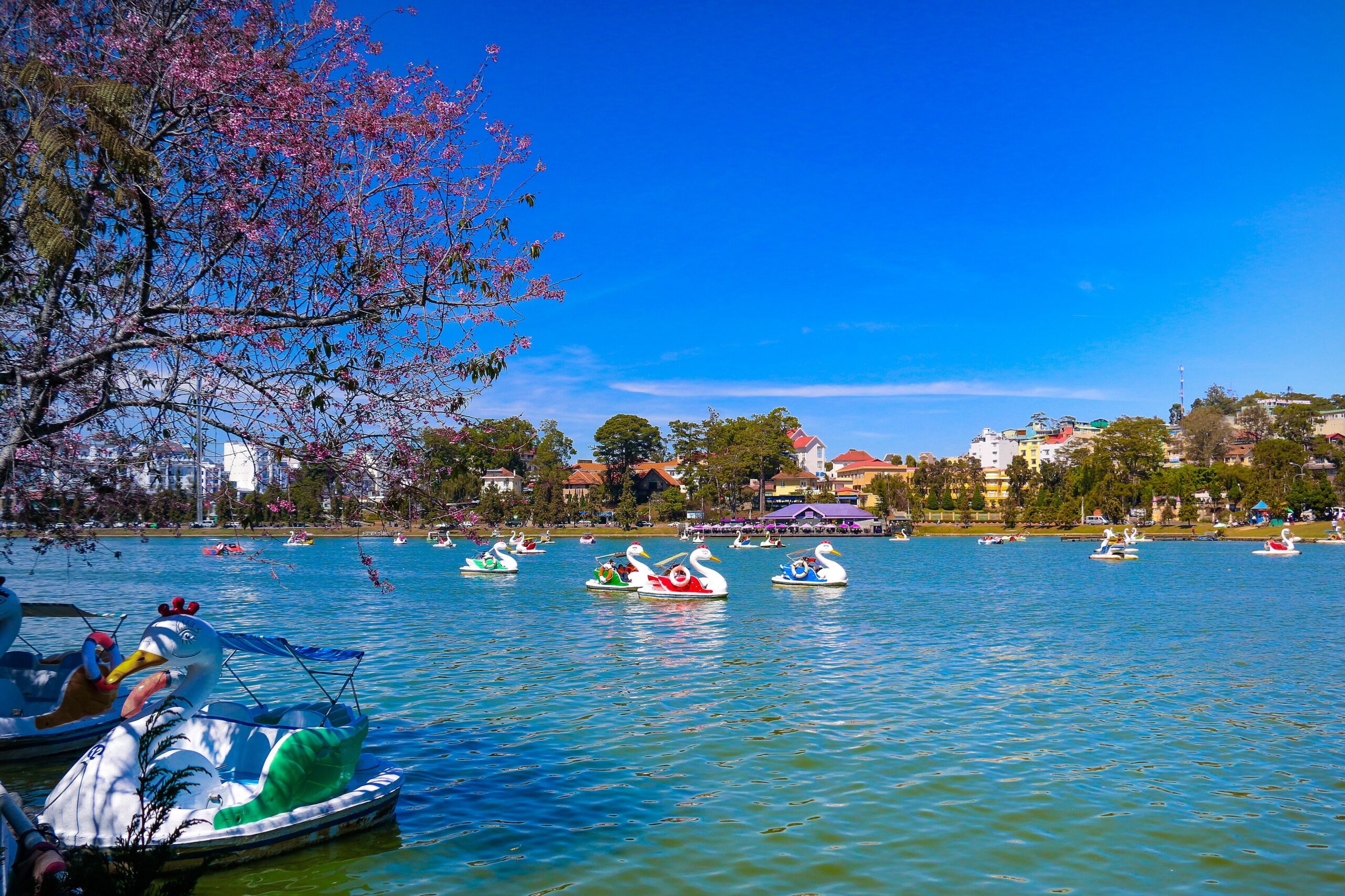 Xuan Huong Lake in Da Lat with pedal boats and cherry blossom trees